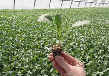 تصویر 2 از نشا گوجه فرنگی گوشتی مناسب بازار پسند